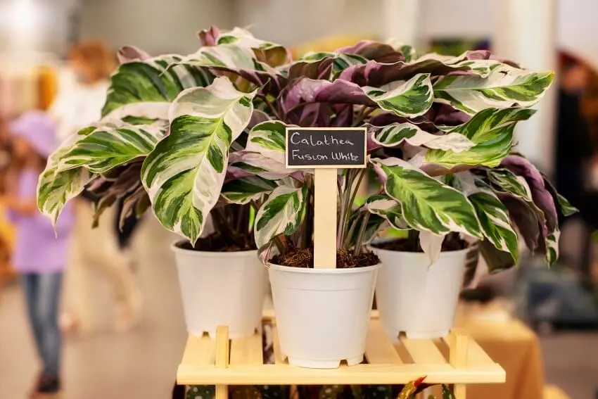 Tropical calathea fusion houseplants with beautiful striped pattern in flower pots on table