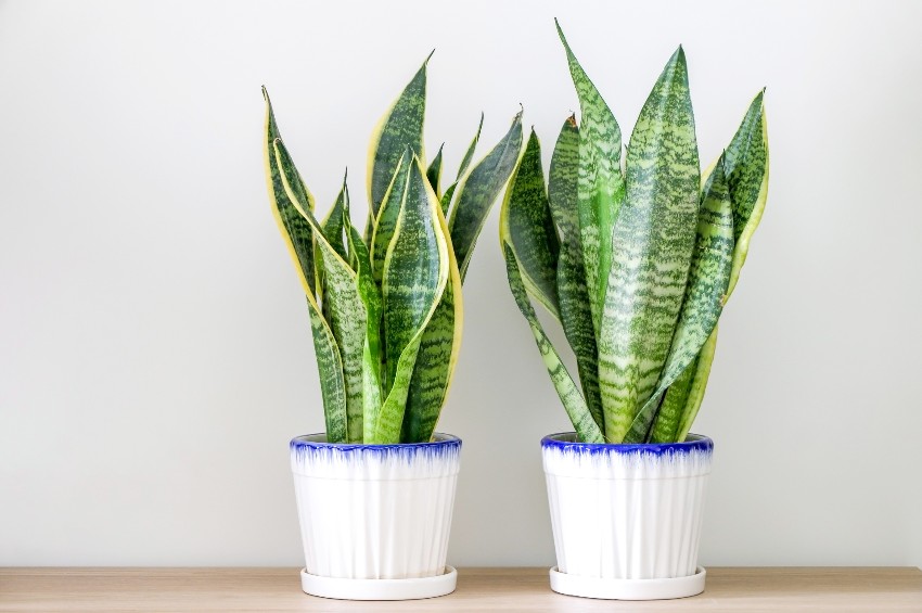 Two snake plants in white pots