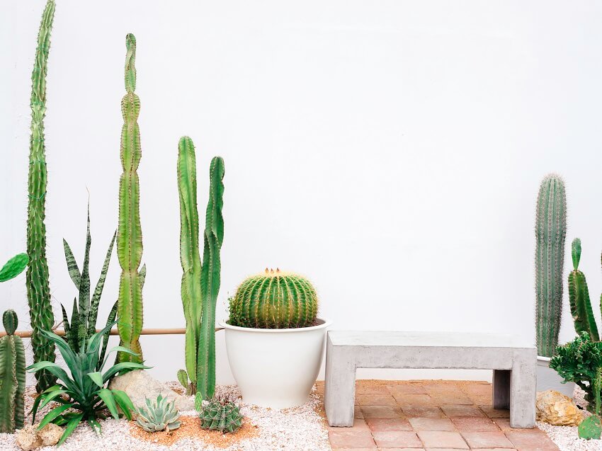 Various types of high succulents and concrete bench set in cactus garden on white background