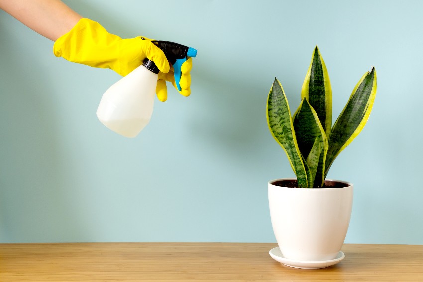 A woman's hands in gardening gloves spraying dracaena trifasciata in a white pot