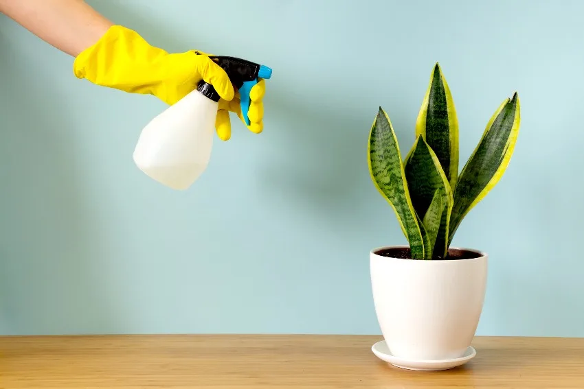A woman spraying dracaena plant