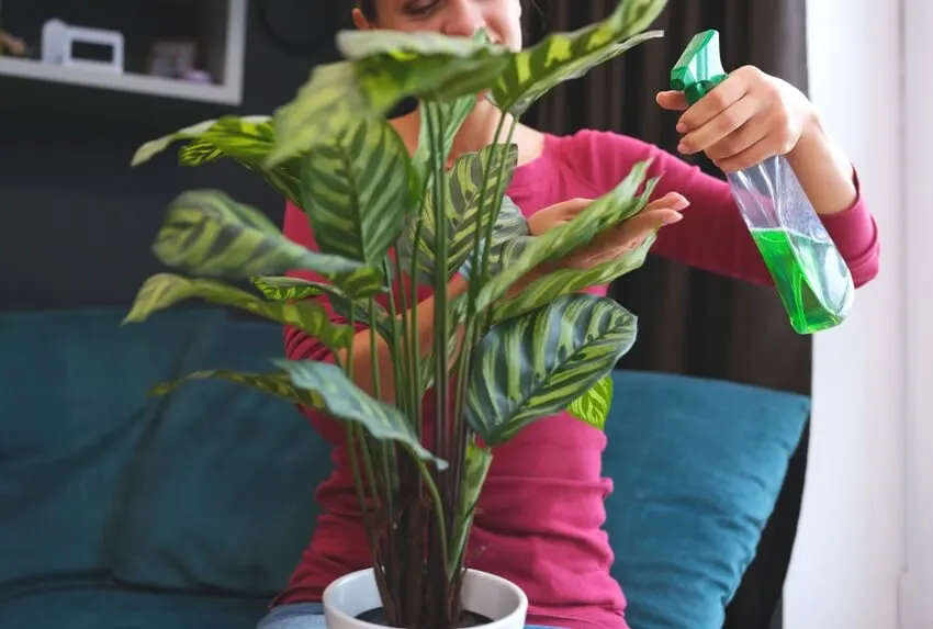 A woman spraying calathea plant with green liquid from spray bottle