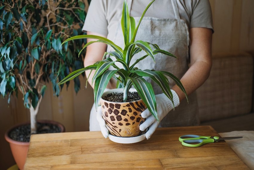 A woman with gardening gloves holding a potted dracaena fragrans plant 