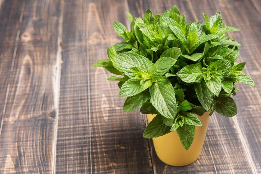 A bunch of green fresh mint in a yellow cup on a wooden table