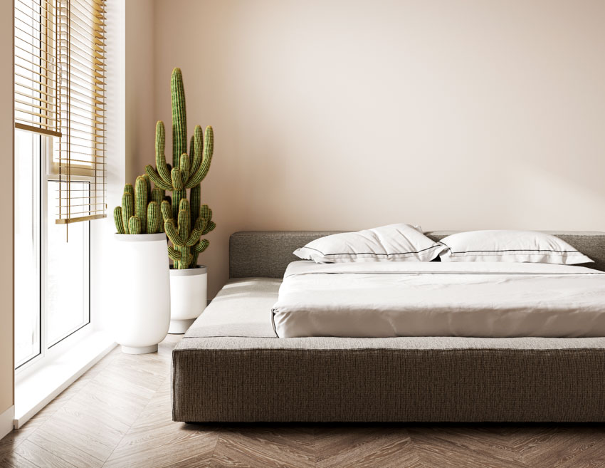 Bedroom with platform bed, boxspring, pillows, indoor cactus plants, wood floors, window, and blinds