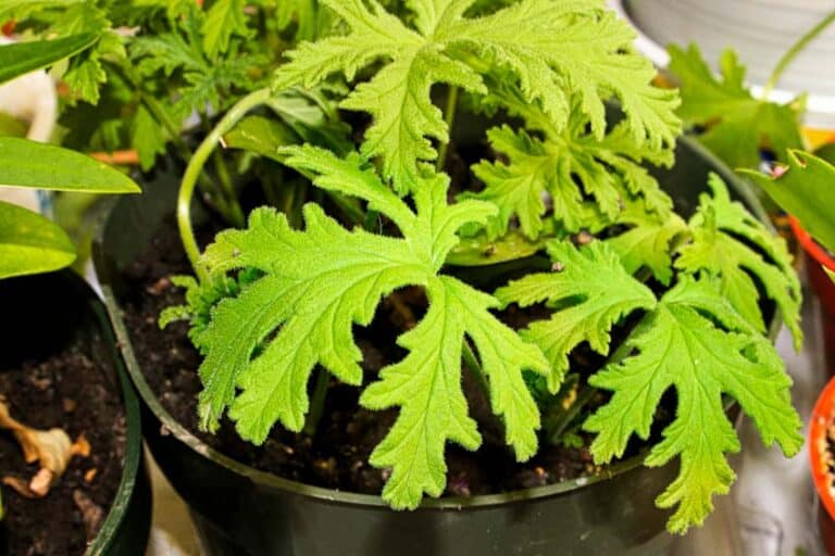 Plants That Repel Wasps & Prevention Tips