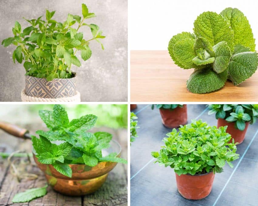 different plant types of mint