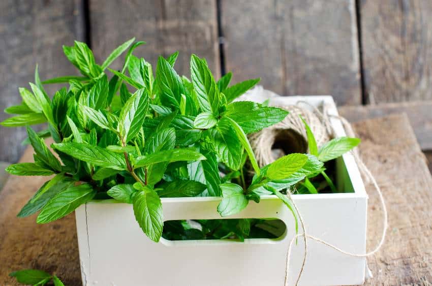 Mint sprigs in a white box