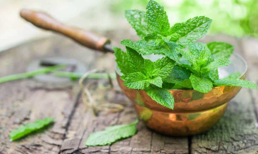 Types of mint plants