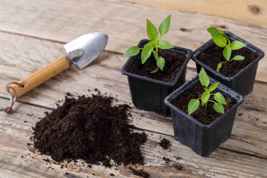 Gardening trowel with plants and pile of compost