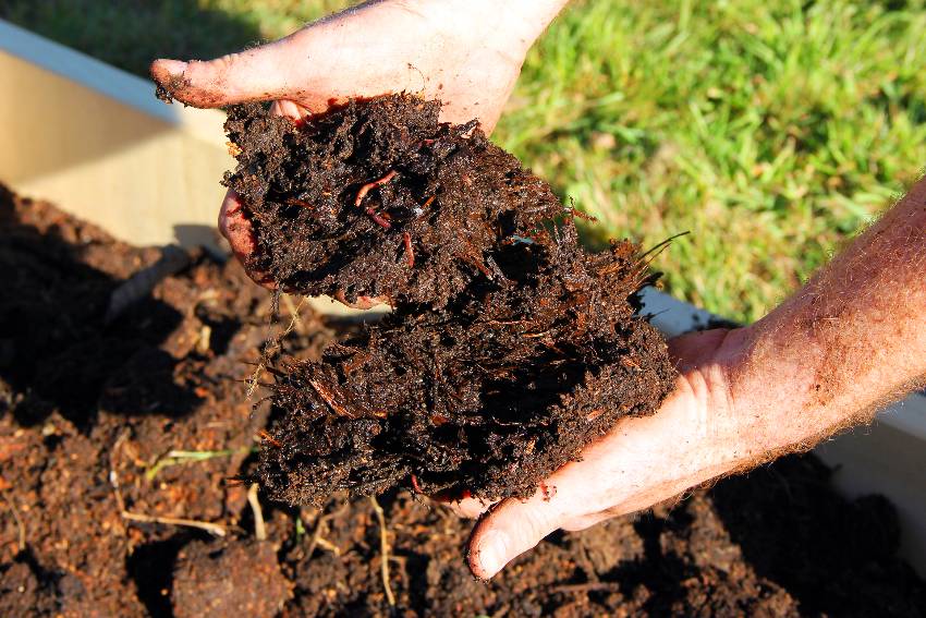 Horse manure compost and worms in hands