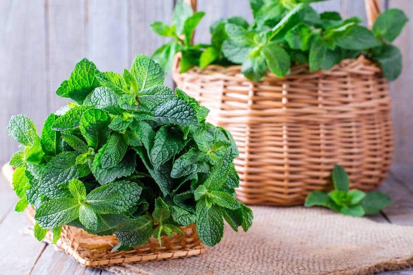 Mint plant in a basket