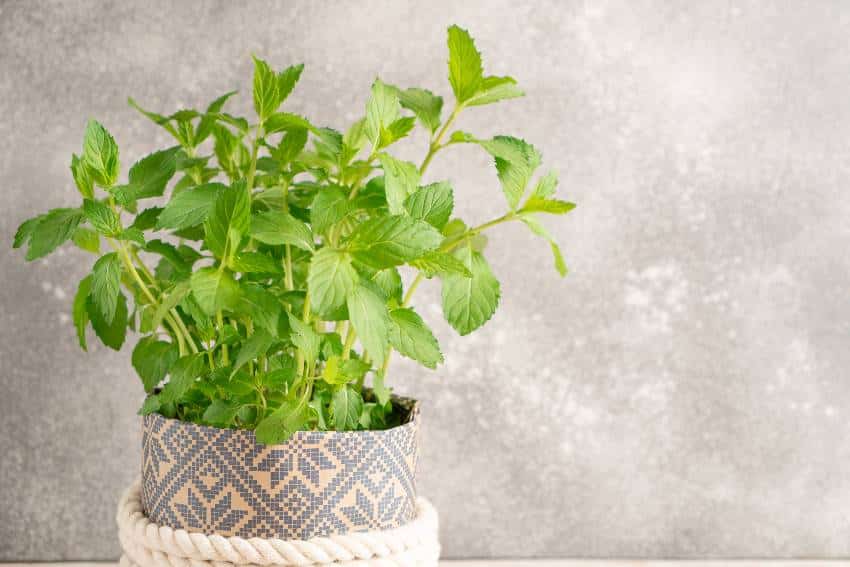 Peppermint on printed pots