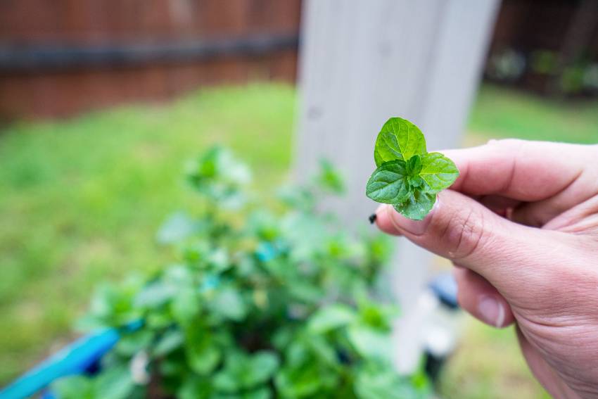 Picking some fresh mint in the backyard