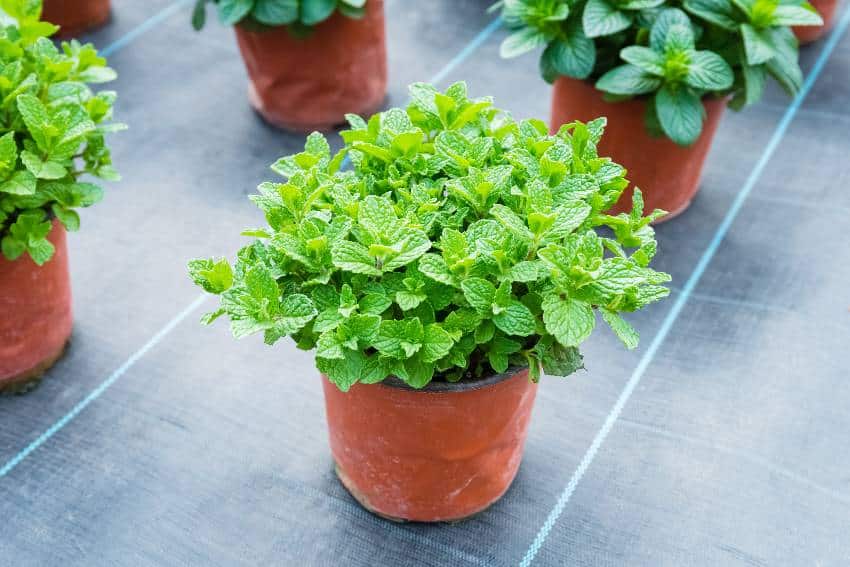Spearmint plant on brown small pot