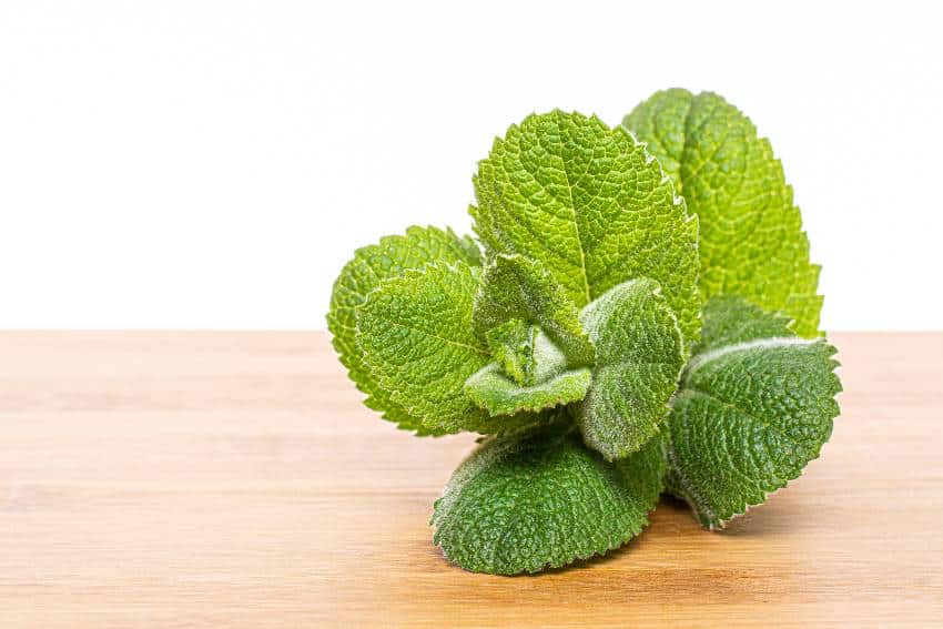 Sprig of apple mint on a wooden board