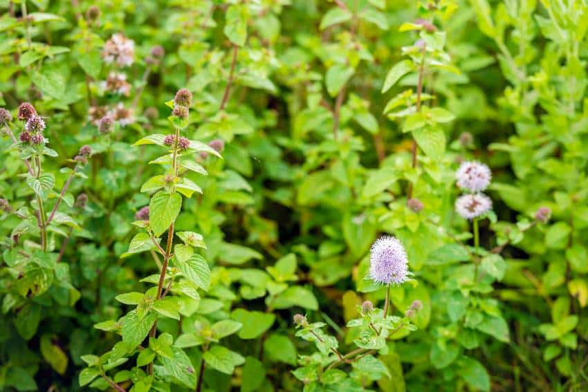 Watermint in the wild nature