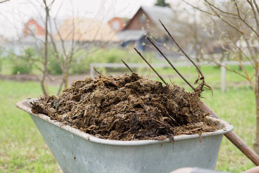 Wheelbarrow full of animal manure compost