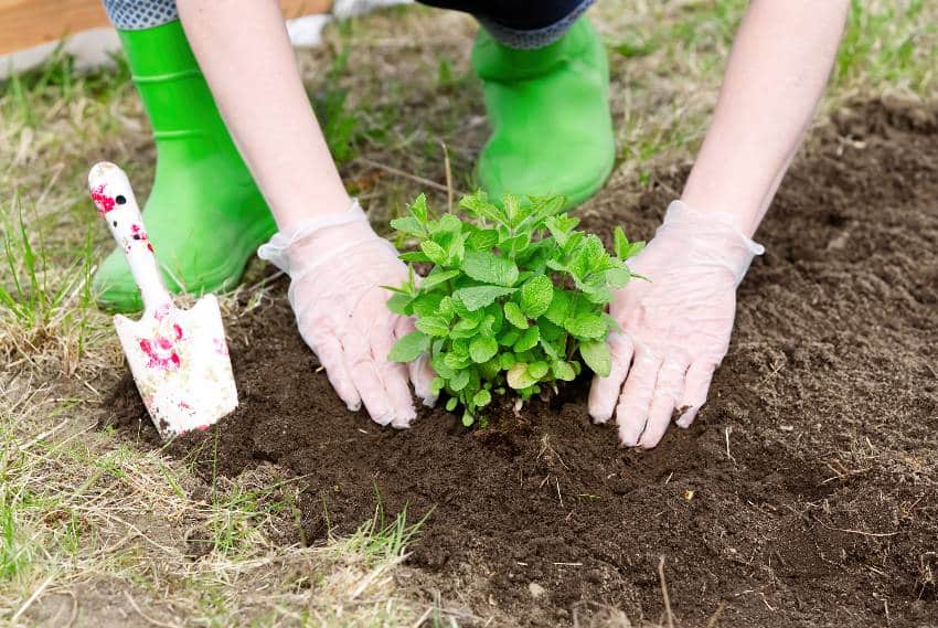 A woman repotting mint in the garden