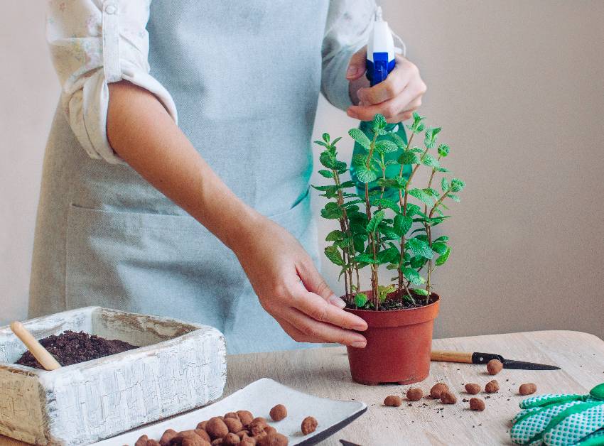 Woman watering a pot full of mint