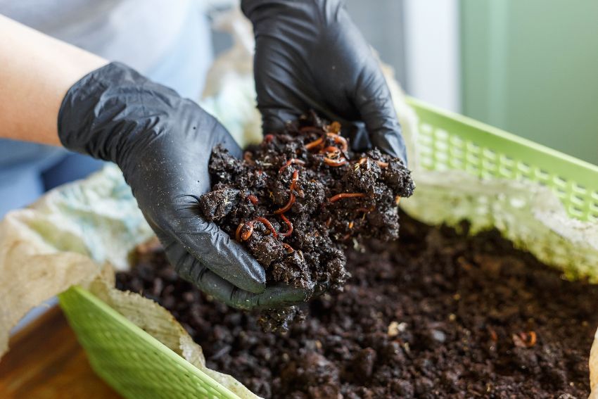 A woman's hands with gloves full of vermicomposting