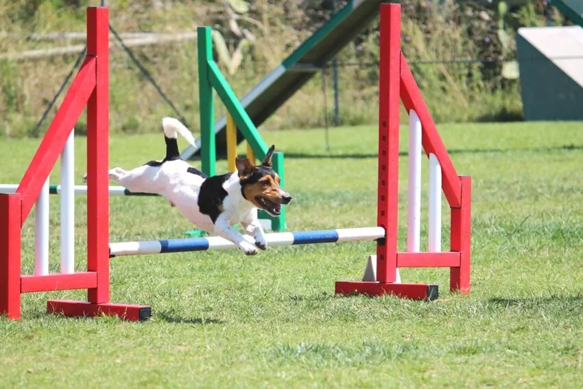 A jack russel dog that jumps on an obstacle at pet playground