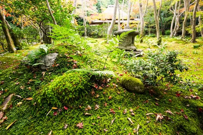 Backyard with trees, moss and small concrete structure
