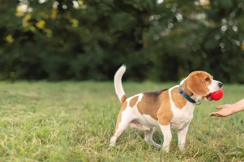 Behavioral training session showing a beagle holding rubber toy in mouth