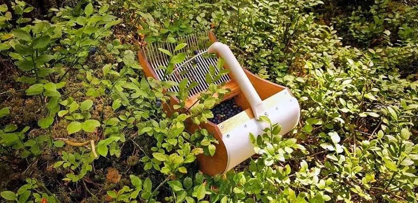 Berry rake for outdoor use