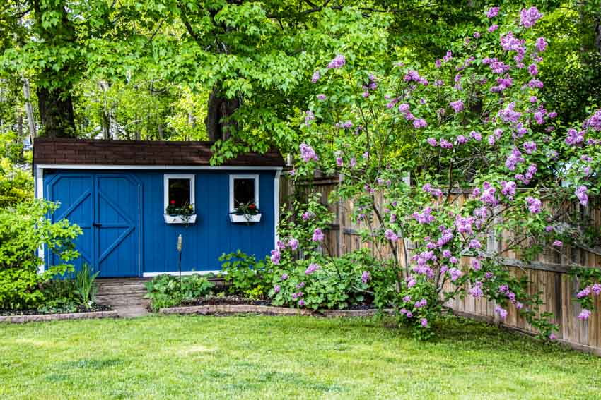 Blue shed with doors, windows, plants, and fence near it