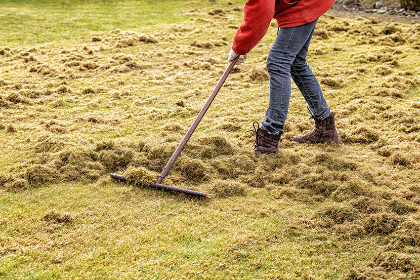 Dethatching lawn with rake