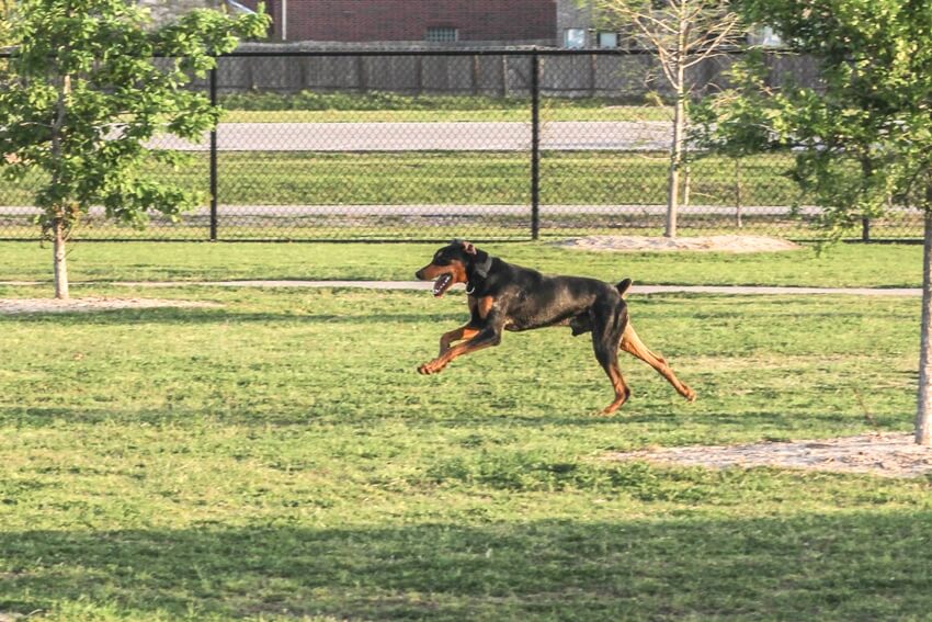 A Doberman caught mid leap while running through a lawn with invisible fence alternative