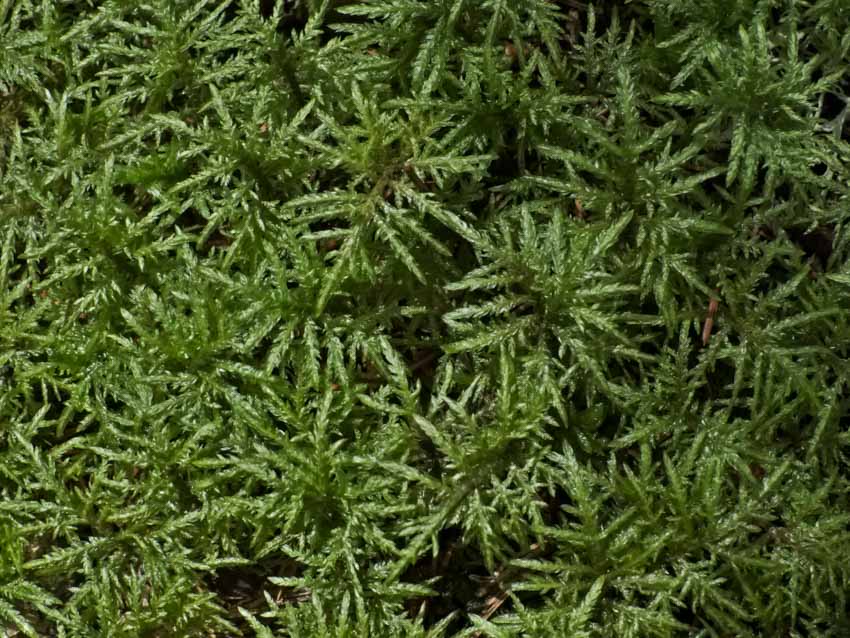 Feather moss for outdoor lawns