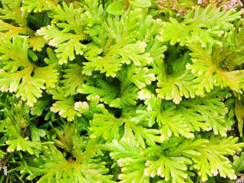 Fern moss for outdoor lawns