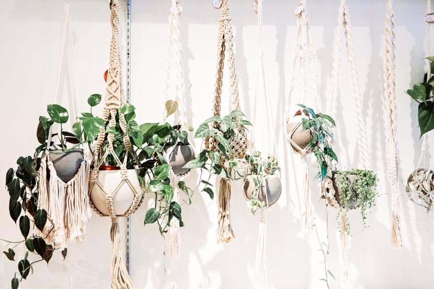 Hanging plants as shower curtain alternative