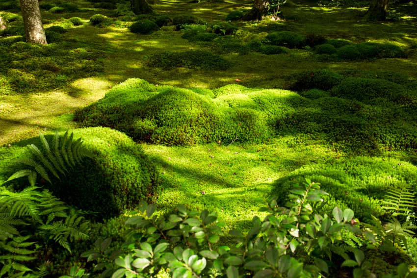 Moss covering a lawn and rocks