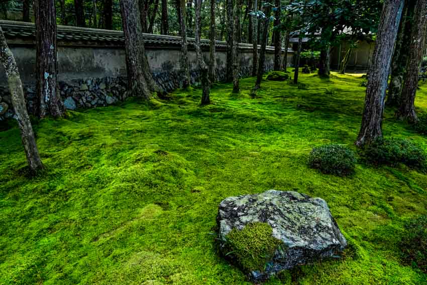 Outdoor area with concrete wall, trees, and moss lawn