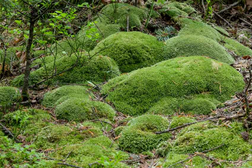 Outdoor lawn filled with cushion moss