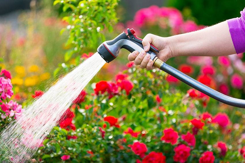 Watering plants with hose nozzle spray
