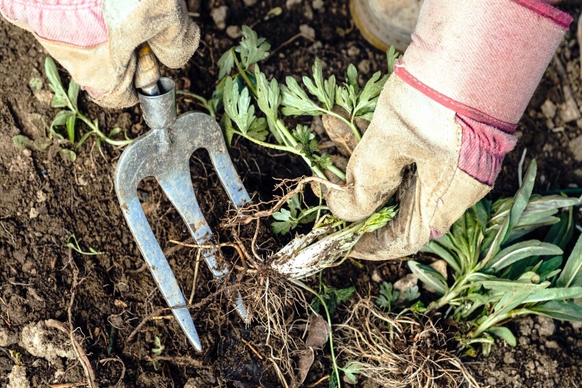 A person in gloves removing weeds using gardening fork