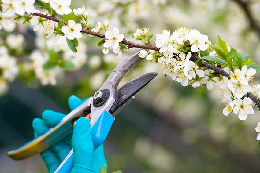 Pruning clippers