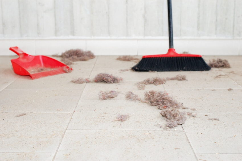 Sweeping dogs hair on floors with a pet hair broom