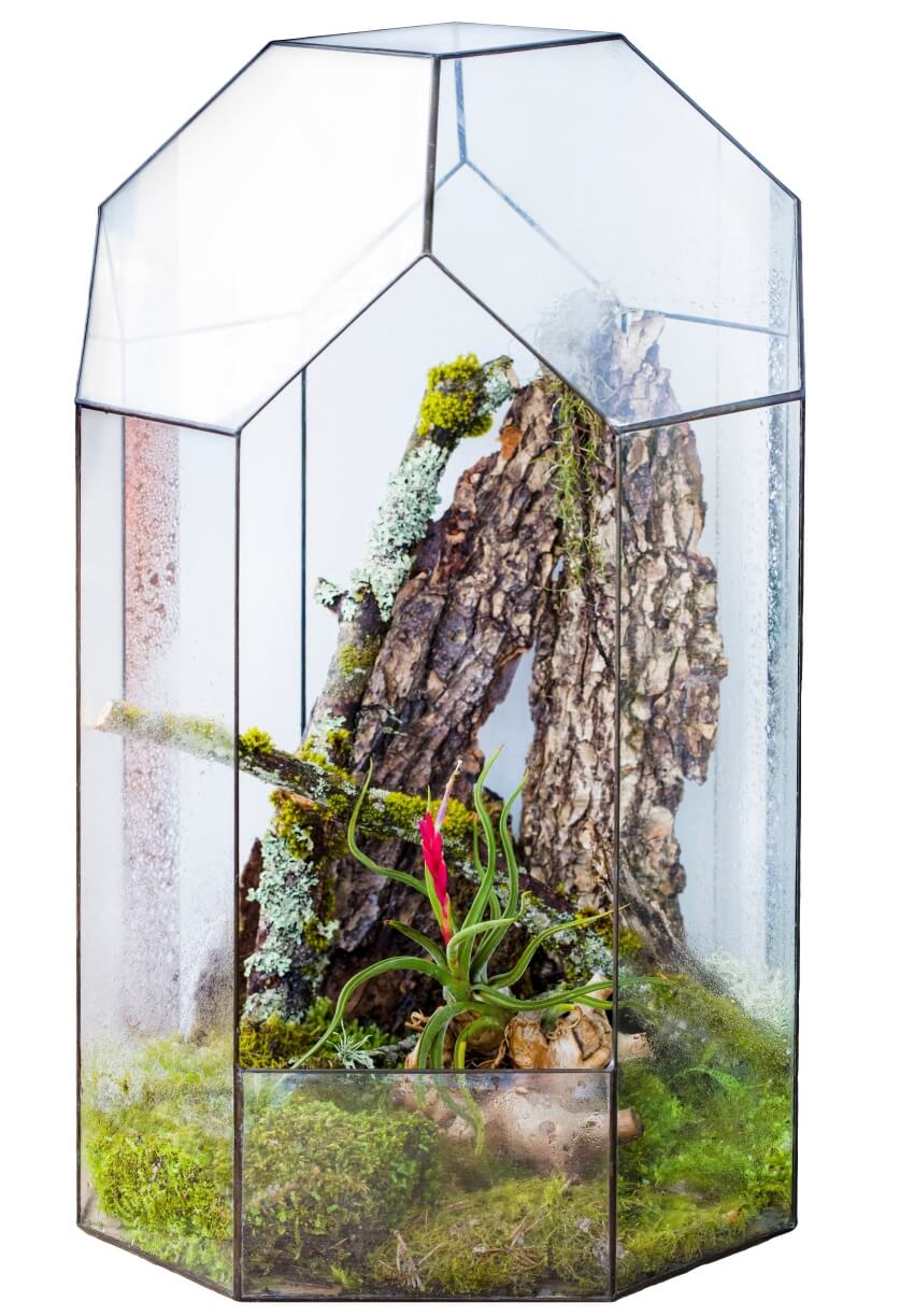 A large glass florarium vase with driftwood filler and blooming tillandsia