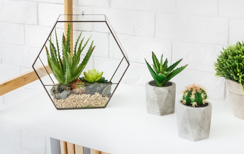 Florarium vase with succulent plants and summer fillers, and cactuses in concrete pots