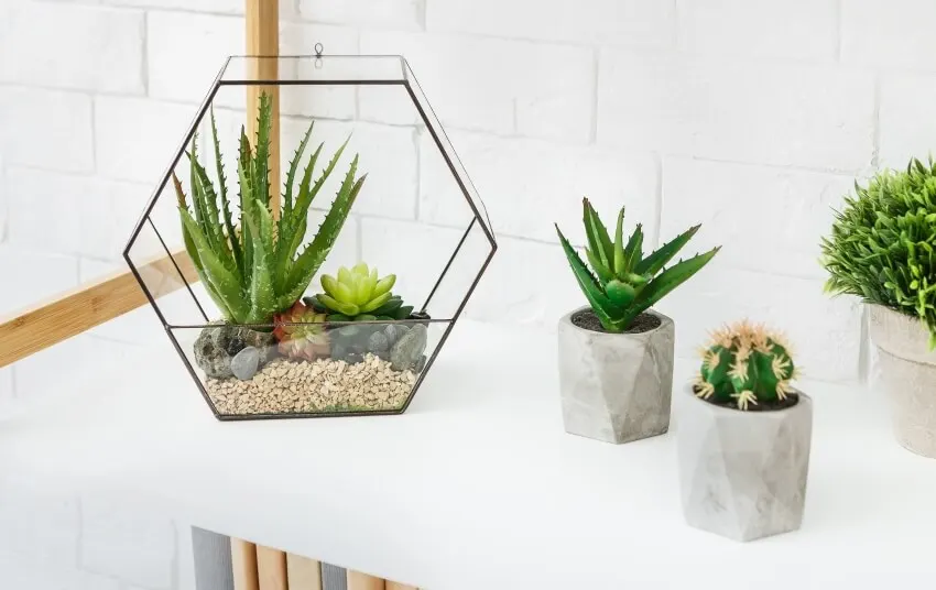 Florarium vase with succulent plants and cacti in concrete pots