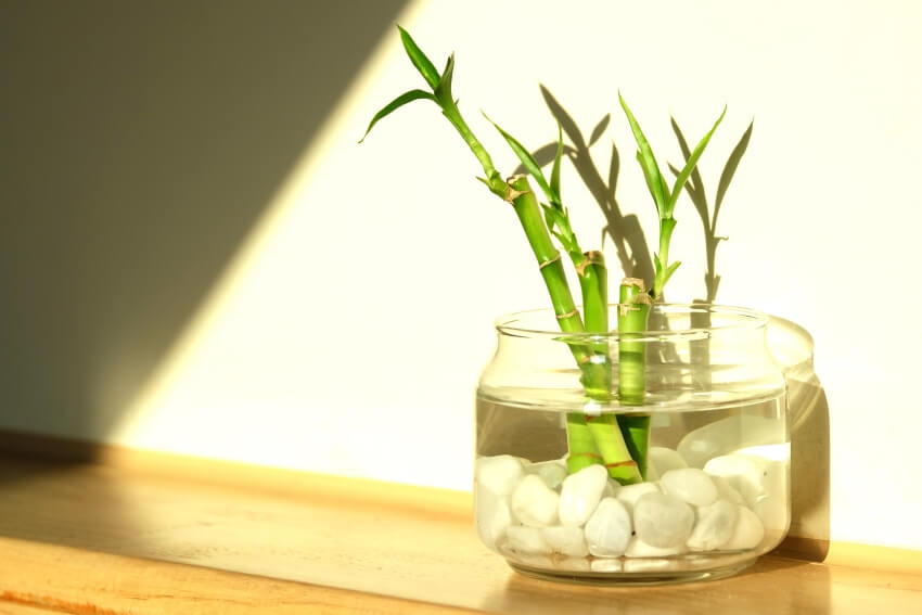 Green bamboo in a vase with water and stone filler