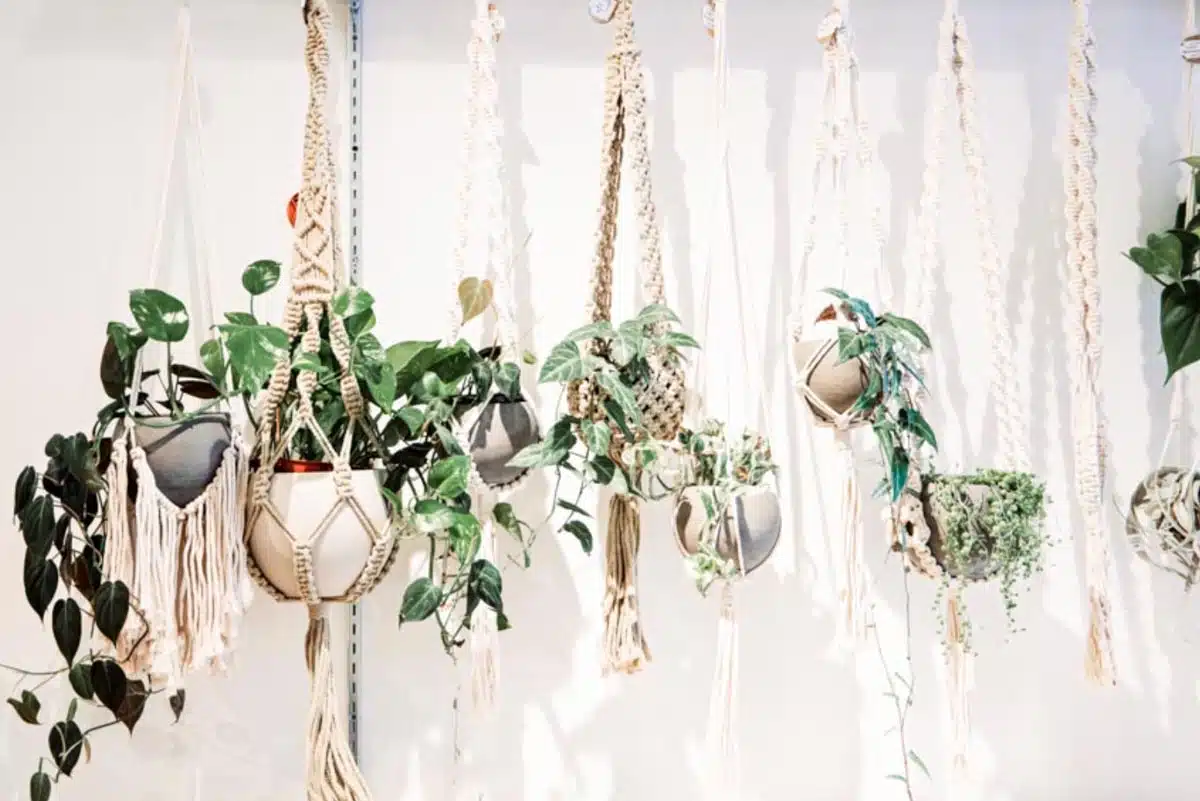 hanging plants for shower glass door alternative