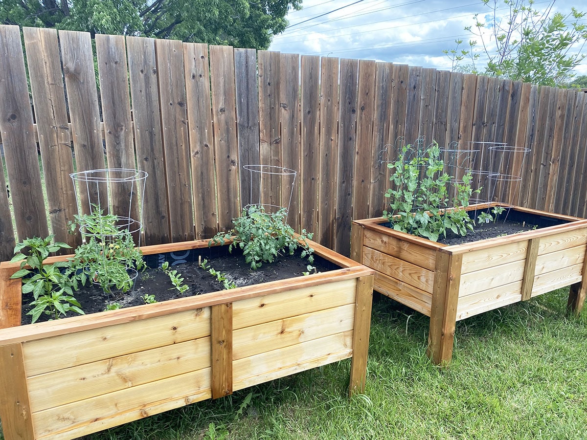 Backyard with vegetable planter box and wood fence