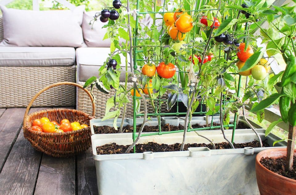 Planter Box Dimensions Sizes For Vegetables Herbs Windows And Trees