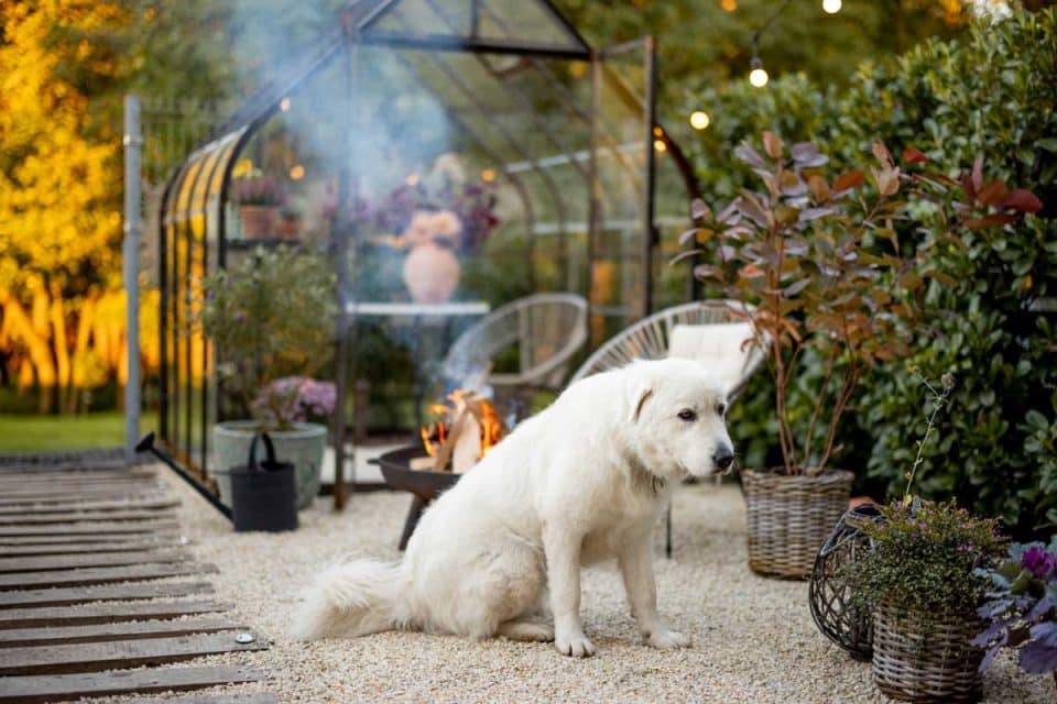 15 Dog Friendly Backyard Ideas With No Grass